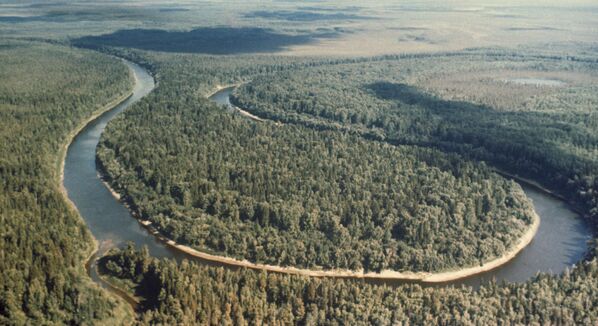 La taiga siberiana, que se extiende a lo largo y ancho de 9.000 kilómetros, es el bosque más grande del mundo y proporciona oxígeno a todo el planeta. - Sputnik Mundo