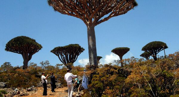 Los bosques de &#x27;Dracaena cinnabari&#x27;, o árboles de sangre de dragón, cubren las islas Socotra, en Yemen. Estos árboles recibieron su nombre debido a la savia roja, que todavía se usa como tinte y en medicina. - Sputnik Mundo