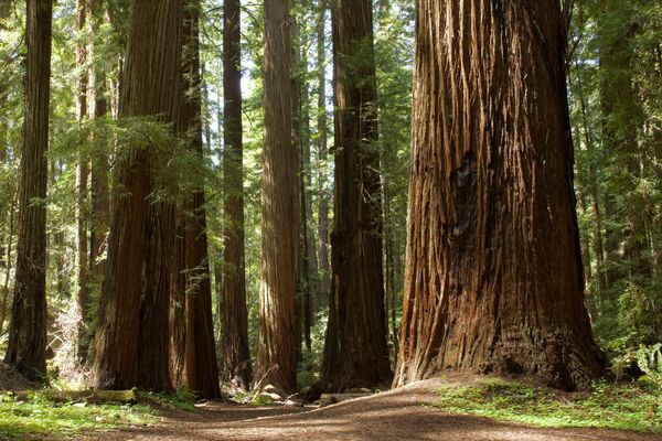 Otro bosque de dimensiones colosales es la arboleda de secuoyas gigantes del Parque nacional de las Secuoyas, en California. Ocupa una superficie de unos 5.000 metros cuadrados. - Sputnik Mundo