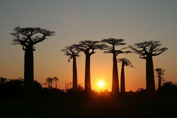 La Alameda de los baobabs, en Madagascar, está formada por baobabs que crecen en grupos de entre 20 y 25 ejemplares a lo largo de un camino de tierra en la región de Menabe, en el oeste de la isla. Estos gigantes de 30 metros se han convertido en una atracción turística en la región. - Sputnik Mundo