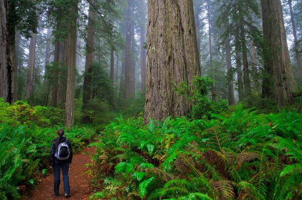El Parque Nacional Redwood se extiende por más de 60 km a lo largo de la costa de California. Aquí se conservan los árboles más altos del mundo. Además, el macizo forestal protege con su poder los bosques de robles, vastas praderas y vías fluviales salvajes. - Sputnik Mundo