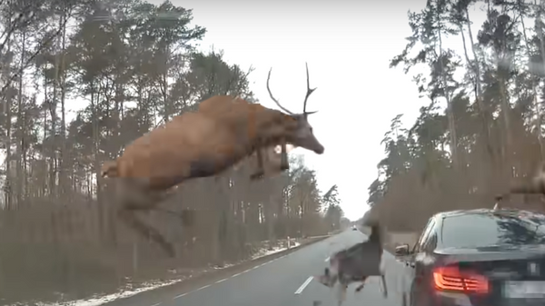 Una manada de ciervos salta por encima de un BMW en movimiento  - Sputnik Mundo