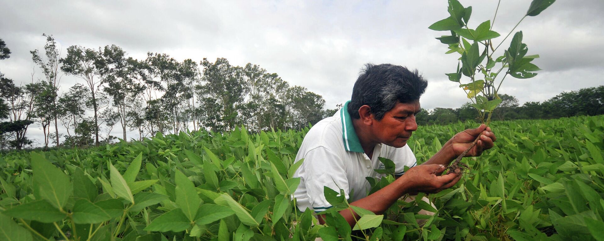 Cultivo de soja en Santa Cruz, Bolivia - Sputnik Mundo, 1920, 27.11.2021