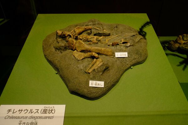 Fósiles del 'Chilesaurus diegosuarezi' - Sputnik Mundo