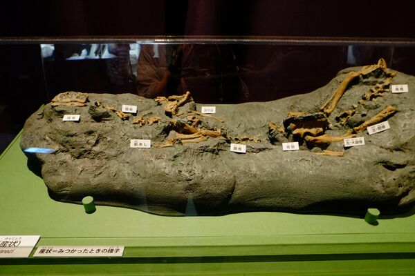 Fósiles del 'Chilesaurus diegosuarezi' - Sputnik Mundo