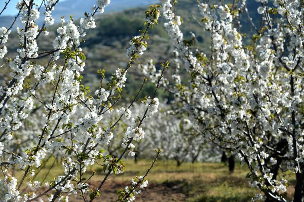 Cerezos en flor en el Valle del Jerte (Cáceres) - Sputnik Mundo