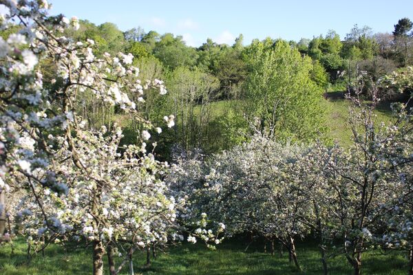 Manzanos en flor en Asturias - Sputnik Mundo