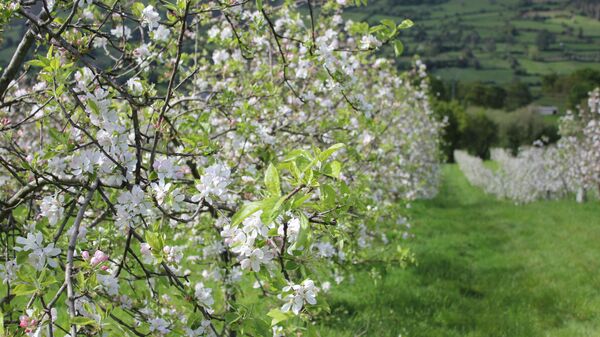 Manzanos en flor en Asturias - Sputnik Mundo