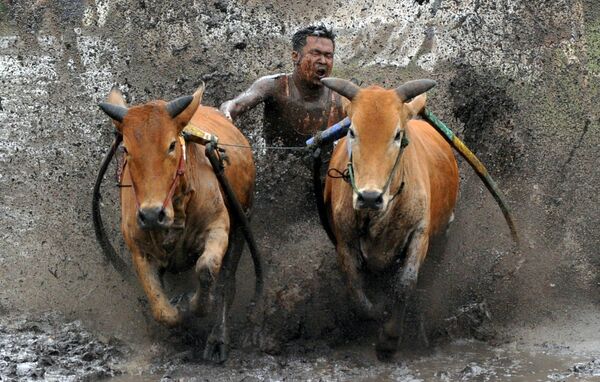 Los participantes en una carrera de toros durante el festival Pacu Jawi dedicado al fin de la cosecha de arroz en Tanah Datar, provincia de Sumatra Occidental, Indonesia. - Sputnik Mundo
