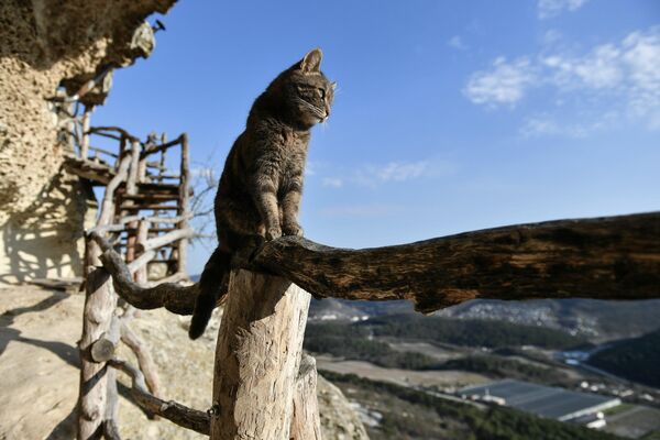 Un gato en el territorio del monasterio rupestre de Chelter-Marmara, en el acantilado del monte Chelter-Kaya, Crimea, Rusia. - Sputnik Mundo