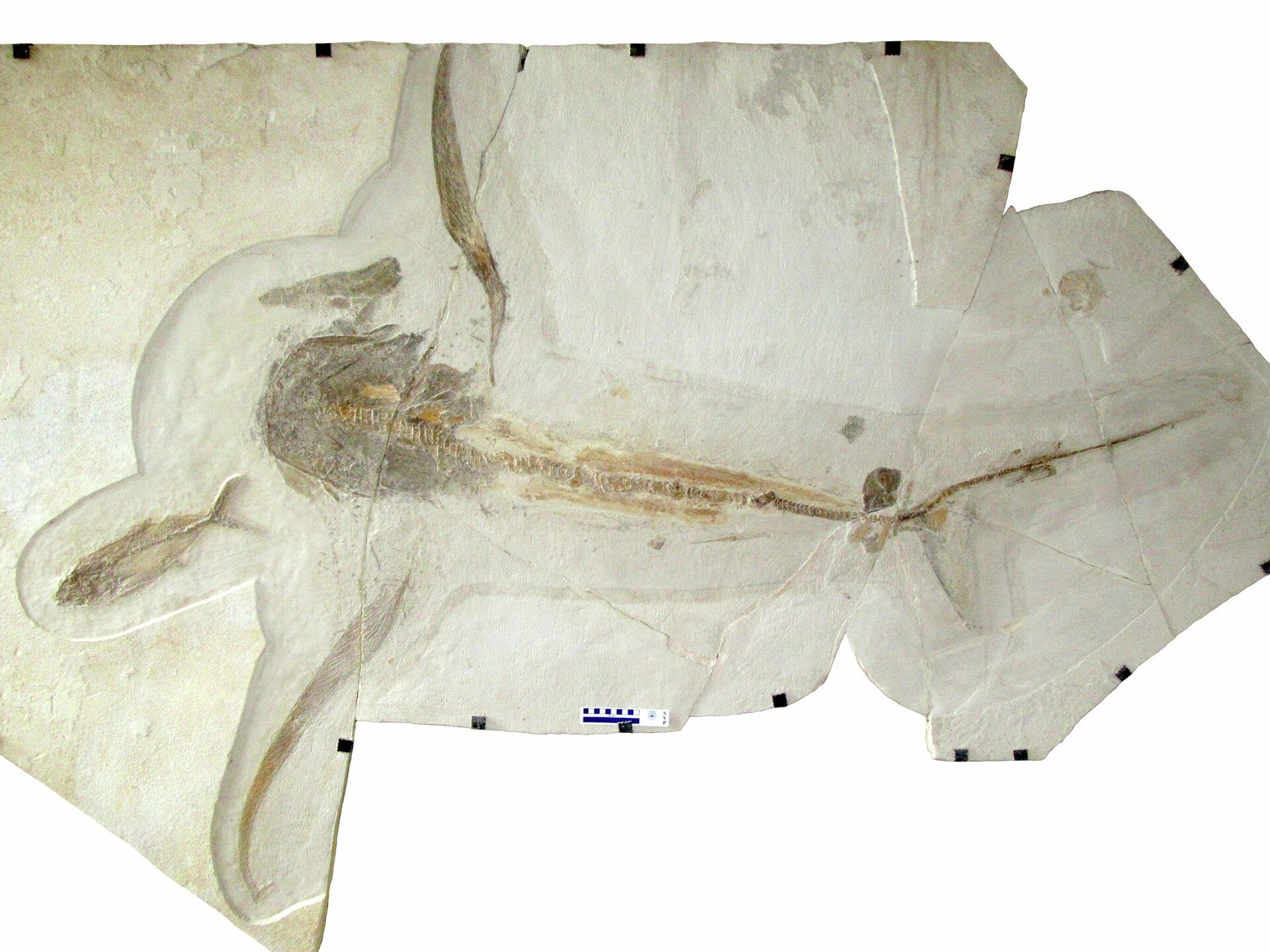El fósil del inusual tiburón Aquilolamna milarcae que vivió durante el Cretácico - Sputnik Mundo, 1920, 19.03.2021