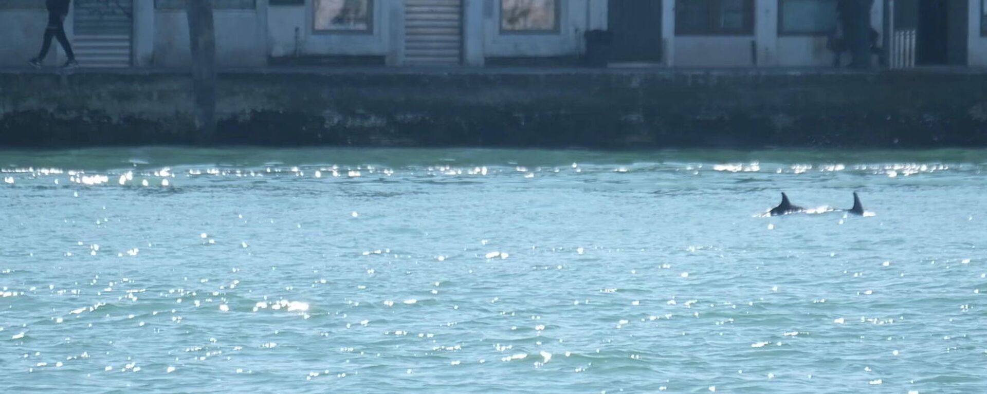 Unos delfines nadan en el canal de Giudecca, cerca de la Plaza de San Marcos, en Venecia (Italia) - Sputnik Mundo, 1920, 25.03.2021