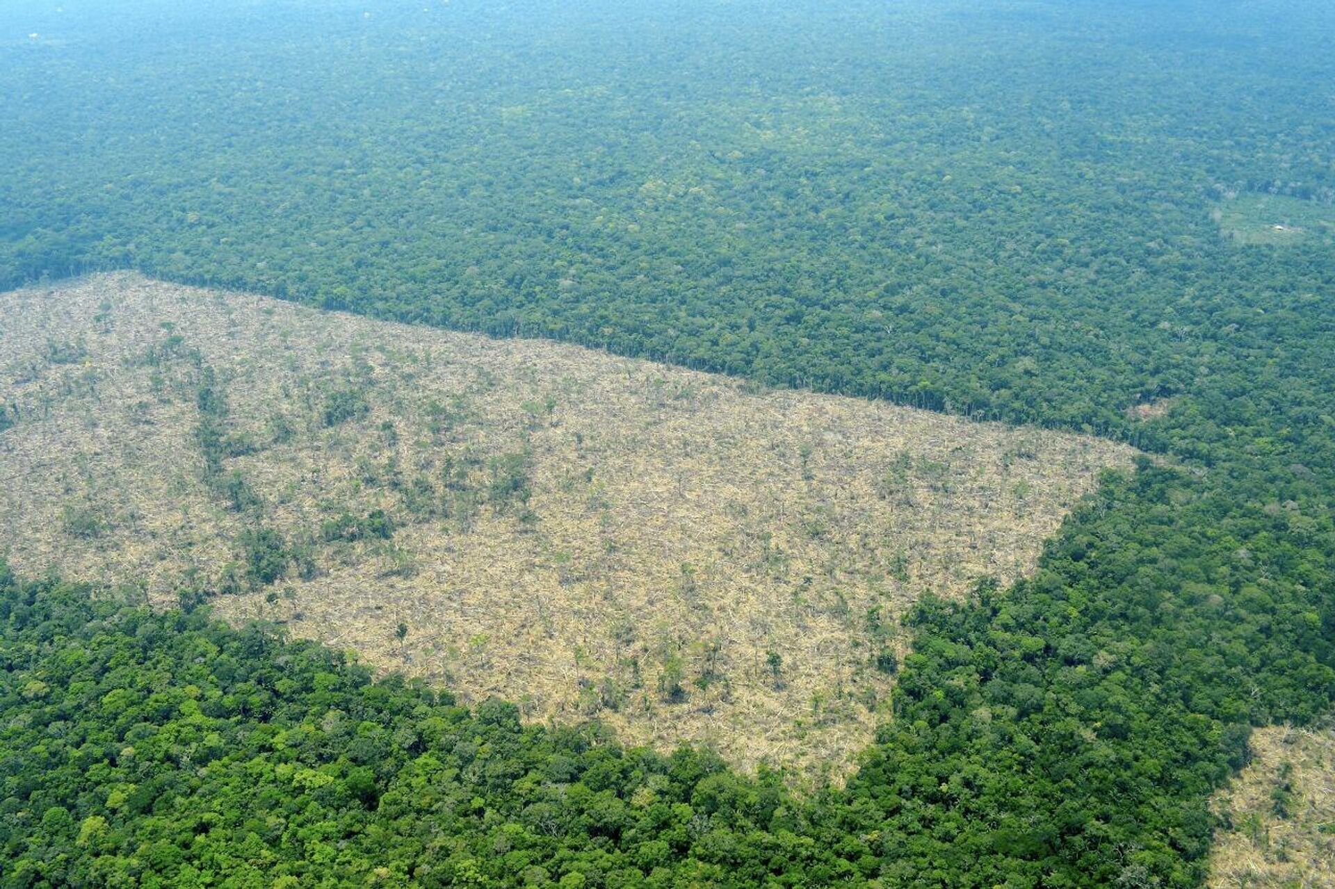 Deforestación en Colombia - Sputnik Mundo, 1920, 26.03.2021