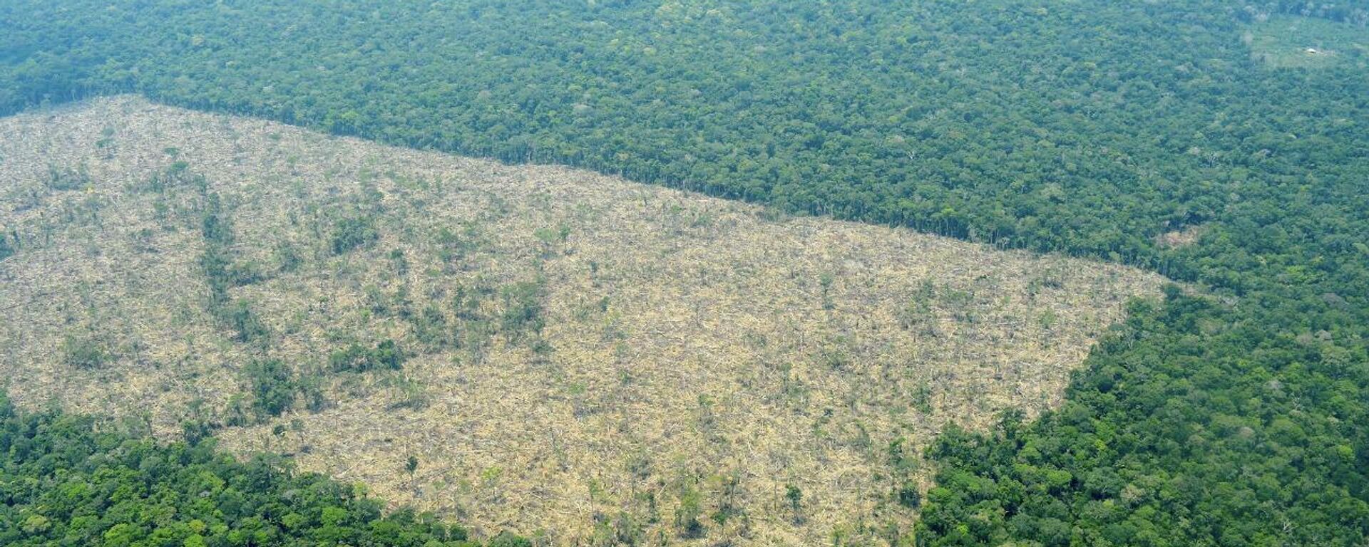 Deforestación en Colombia - Sputnik Mundo, 1920, 07.03.2023