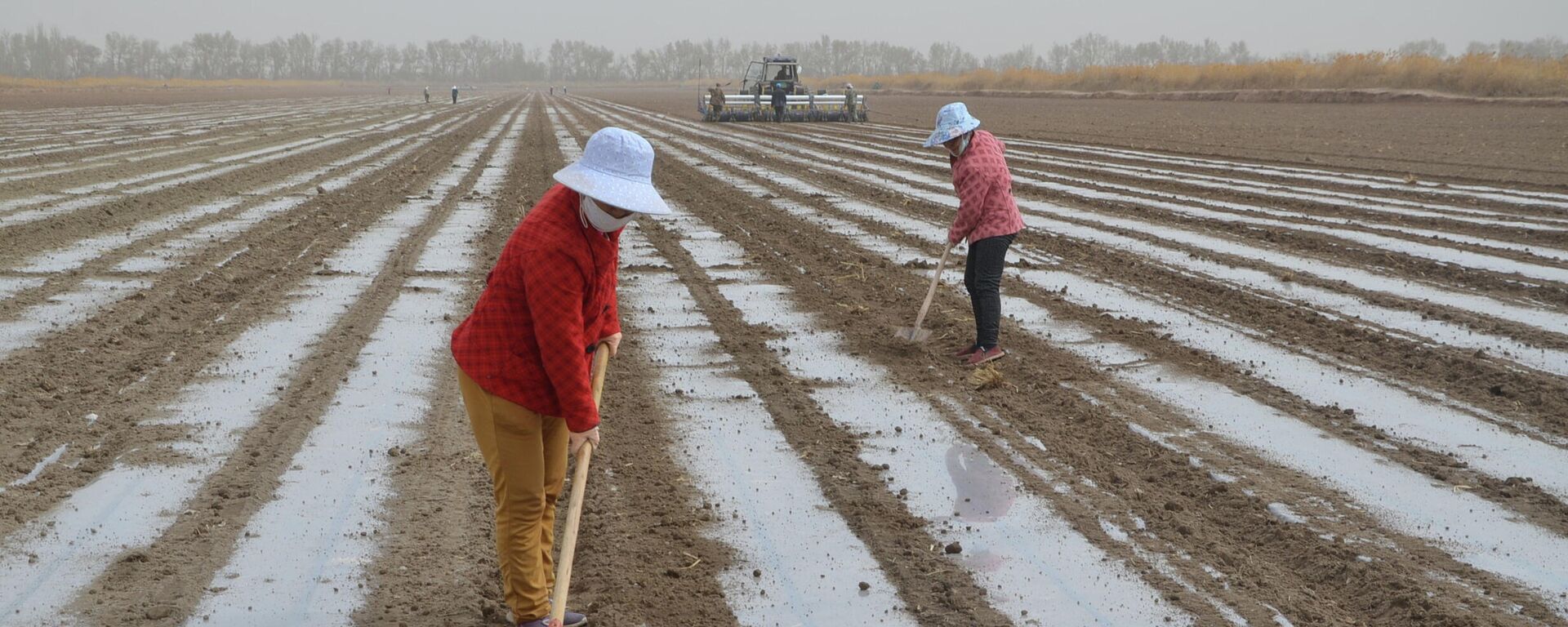 Un cultivo de algodón en Xinjiang - Sputnik Mundo, 1920, 29.03.2021