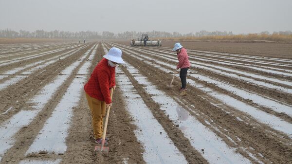 Un cultivo de algodón en Xinjiang - Sputnik Mundo