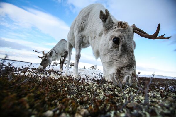 Varios renos pastan cerca del pueblo de Lovozero en la región de Murmansk, Rusia. - Sputnik Mundo