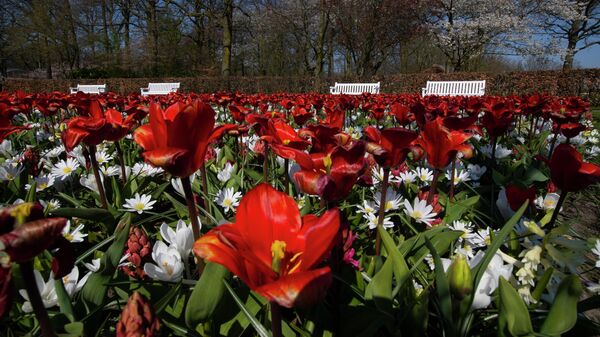 El Parque Real de Flores de Países Bajos, Keukenhof - Sputnik Mundo