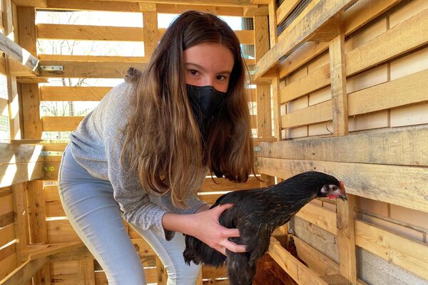 Una niña sostiene una gallina en el refugio de animales de su colegio en Sorihuela del Guadalimar, España - Sputnik Mundo