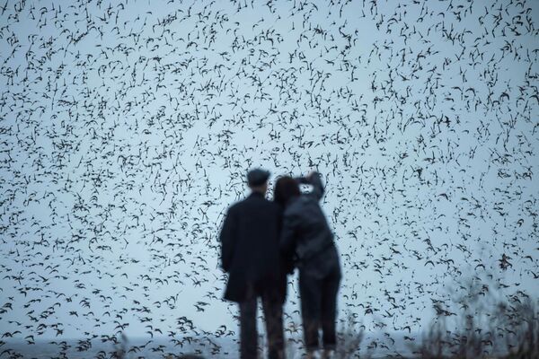 Unas personas observan aves migratorias en un humedal cerca del río Yalu en Dandong (China). - Sputnik Mundo
