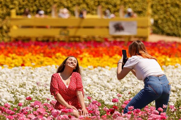 Unos visitantes posan y toman fotografías entre los 50 acres de flores de Ranunculus en Carlsbad (EEUU). - Sputnik Mundo