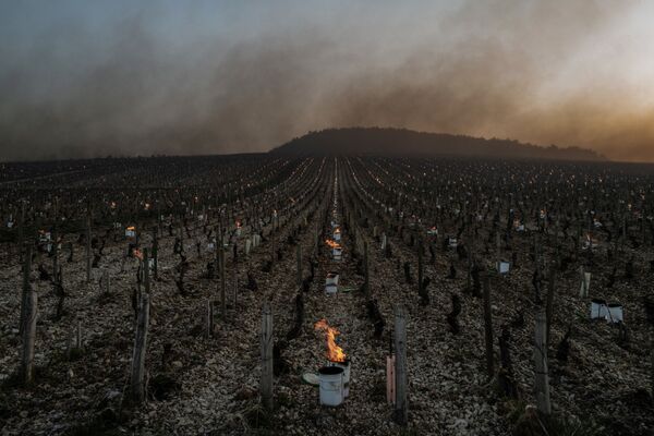 Unas velas antihielo arden al amanecer en un viñedo cerca de Chablis (Francia), en donde las temperaturas caen por debajo de los cero grados centígrados durante la noche. - Sputnik Mundo