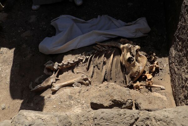 Los restos del esqueleto de un animal hallados en el yacimiento de la &#x27;ciudad dorada perdida&#x27; descubierta recientemente por los arqueólogos.  - Sputnik Mundo