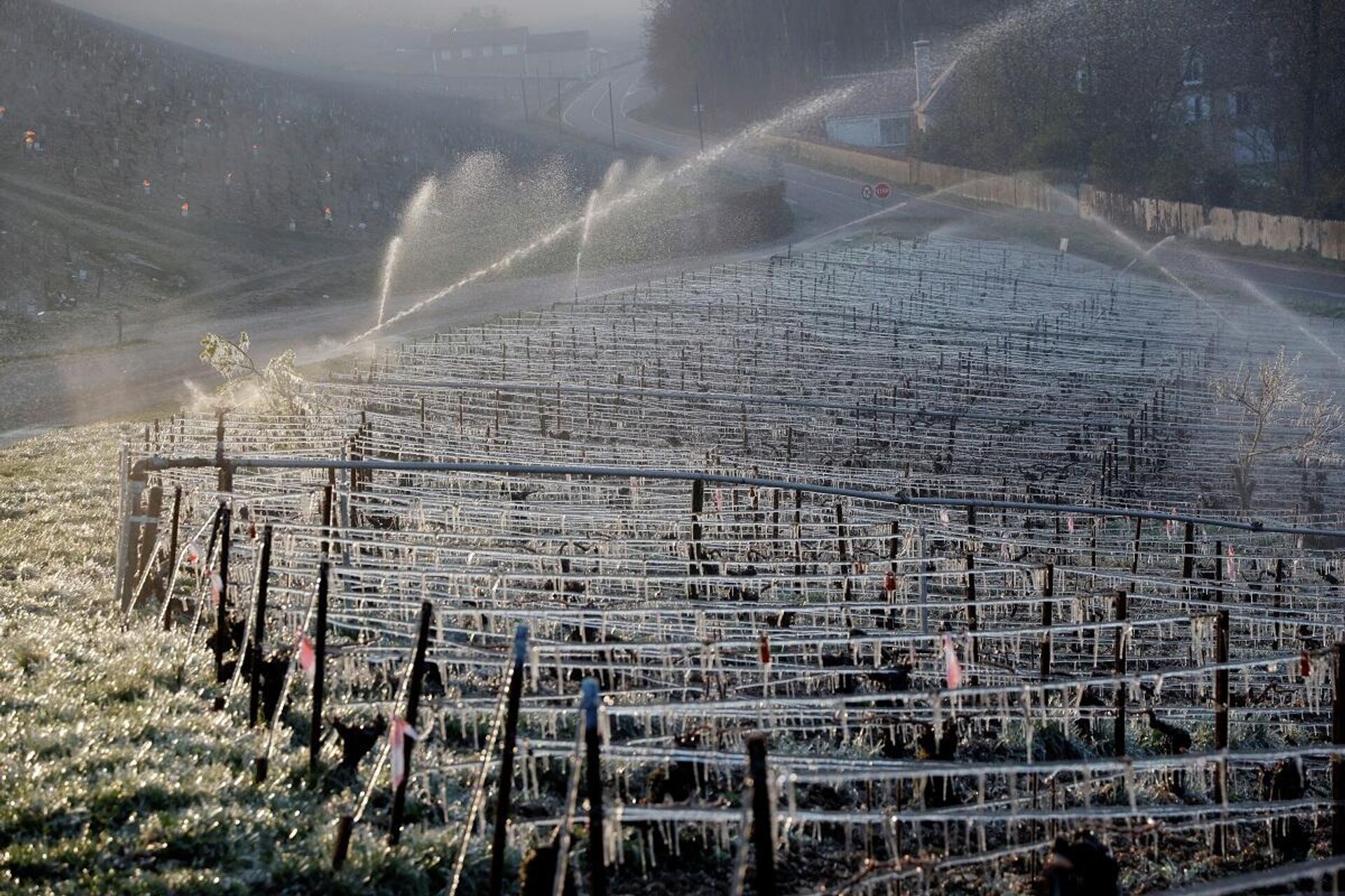 Los agricultores franceses intentan proteger los viñedos de las heladas en los alrededores del municipio de Chablis el 7 de abril de 2021 - Sputnik Mundo, 1920, 11.04.2021