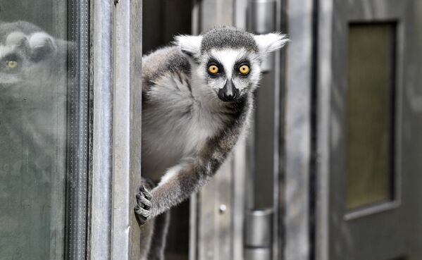 Un lemur en el zoológico de Duisburgo (Alemania). - Sputnik Mundo