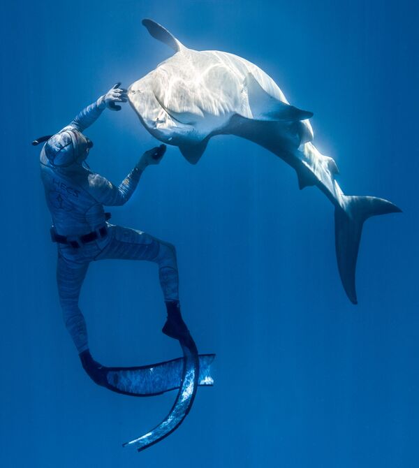 El apneísta francés Pierrick Seybald con un tiburón en las aguas del Océano Pacífico, al norte de Tahití, en la Polinesia Francesa. - Sputnik Mundo