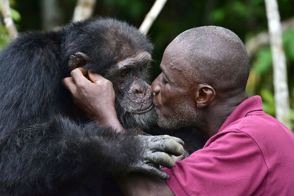 Ponso, el único superviviente de los 20 chimpancés reubicados desde Liberia a la Isla de los Chimpancés en Costa de Marfil. Los animales fueron trasladados aquí en 1983 para realizar investigaciones médicas. - Sputnik Mundo