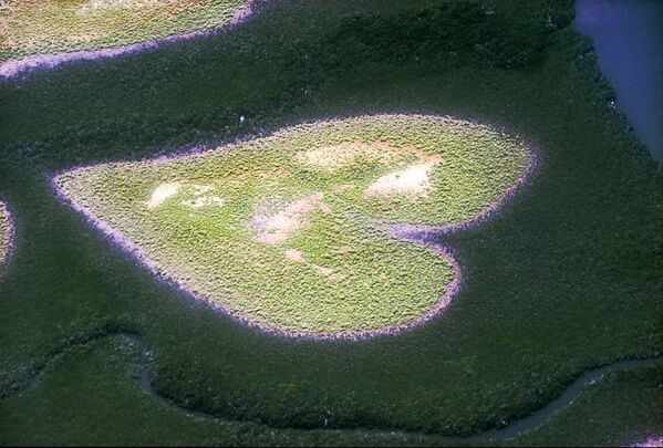 El Corazón de Voh, un manglar formado naturalmente en Nueva Caledonia. - Sputnik Mundo