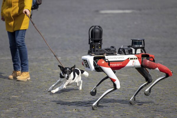 Spot, un perro robot, pasa al lado de un perro real en la plaza de la Catedral de Erfurt (Alemania). - Sputnik Mundo