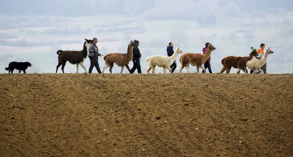 Una familia pasea con sus alpacas en Waldhausen (Alemania). - Sputnik Mundo
