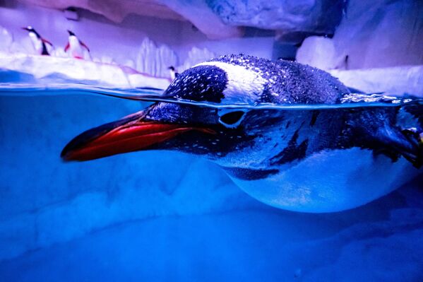 Un pingüino nada en su recinto en el acuario Sea Life Bangkok Ocean World en Bangkok (Tailandia). - Sputnik Mundo