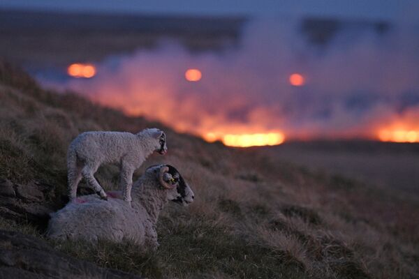 Incendio en un pantáno de Marsden, cerca de Huddersfield, en el norte de Inglaterra. - Sputnik Mundo