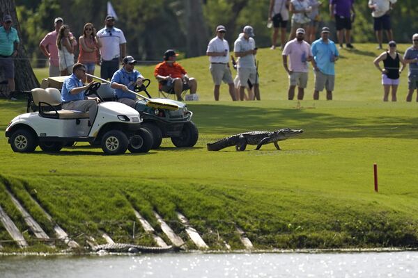 Los participantes del torneo de golf intentan ahuyentar a un gigantesco cocodrilo del campo. - Sputnik Mundo
