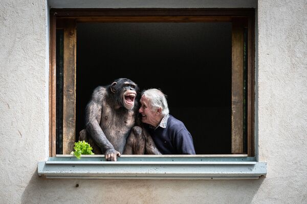 Pierre Thivillon, el propietario del zoológico francés de Saint-Martin-la-Plaine, con su chimpancé. - Sputnik Mundo