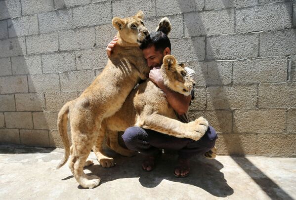 Un palestino juega con cachorros de león en la azotea de una casa en el sur de la Franja de Gaza, el 23 de mayo. - Sputnik Mundo