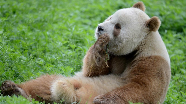 Qizai, el único oso panda marrón criado en cautiverio - Sputnik Mundo