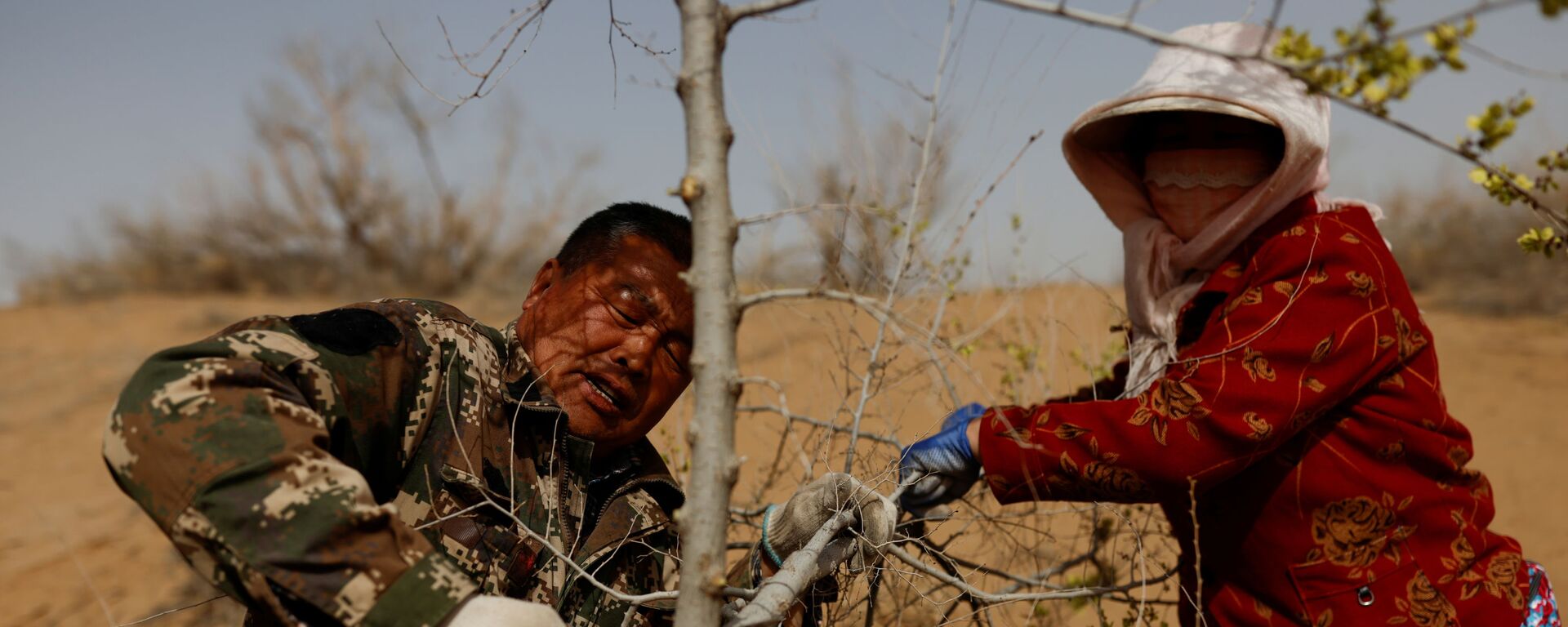 Los lugareños cortan un árbol plantado en el borde del desierto de Gobi, en la provincia de Gansu.  - Sputnik Mundo, 1920, 04.06.2021