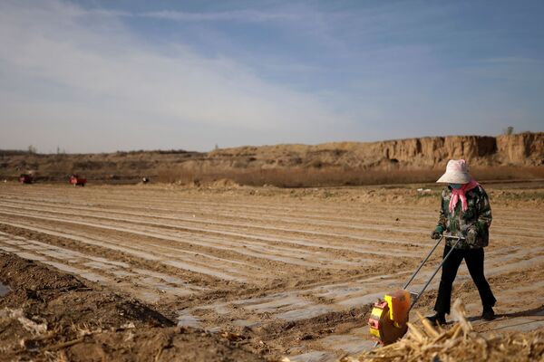 China trata de convertir los desiertos y pantanos estériles cercanos a sus fronteras en tierras de cultivo. En la foto: un trabajador planta maíz en una aldea cercana al borde del desierto de Gobi, en la provincia de Gansu.  - Sputnik Mundo