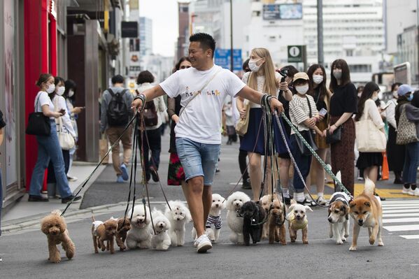 Un paseador de perros profesional lleva a las mascotas de sus clientes por una calle en Tokio (Japón). - Sputnik Mundo