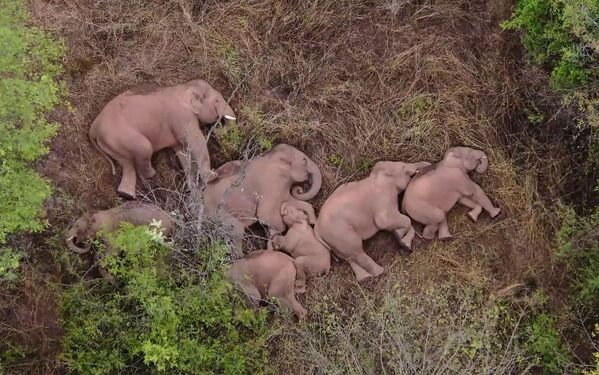 Varios elefantes toman un descanso en un bosque de la provincia china de Yunnan. - Sputnik Mundo