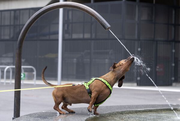 Un perro salchicha se refresca en una fuente durante un día cálido y soleado en los suburbios de Viena, Austria. - Sputnik Mundo