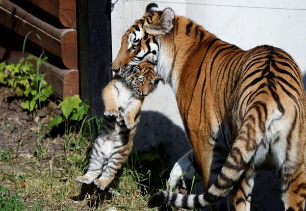 Una tigresa siberiana con su cachorro recién nacido en un zoo de Polonia. - Sputnik Mundo