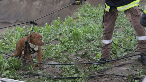 Un perro rescatado en un socavón en Puebla, México - Sputnik Mundo