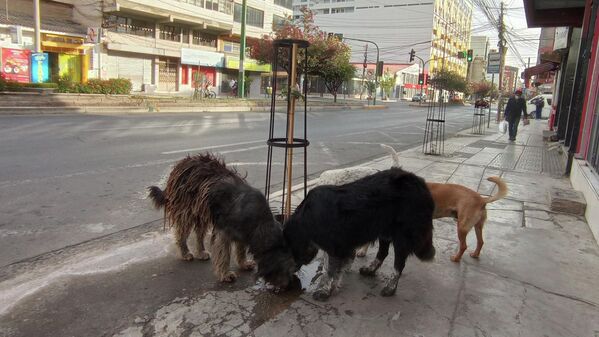 16:24. Por la céntrica avenida Heroínas, algunos perros que juegan en la ciudad abandonada se detienen un momento para refrescarse en un charco. - Sputnik Mundo