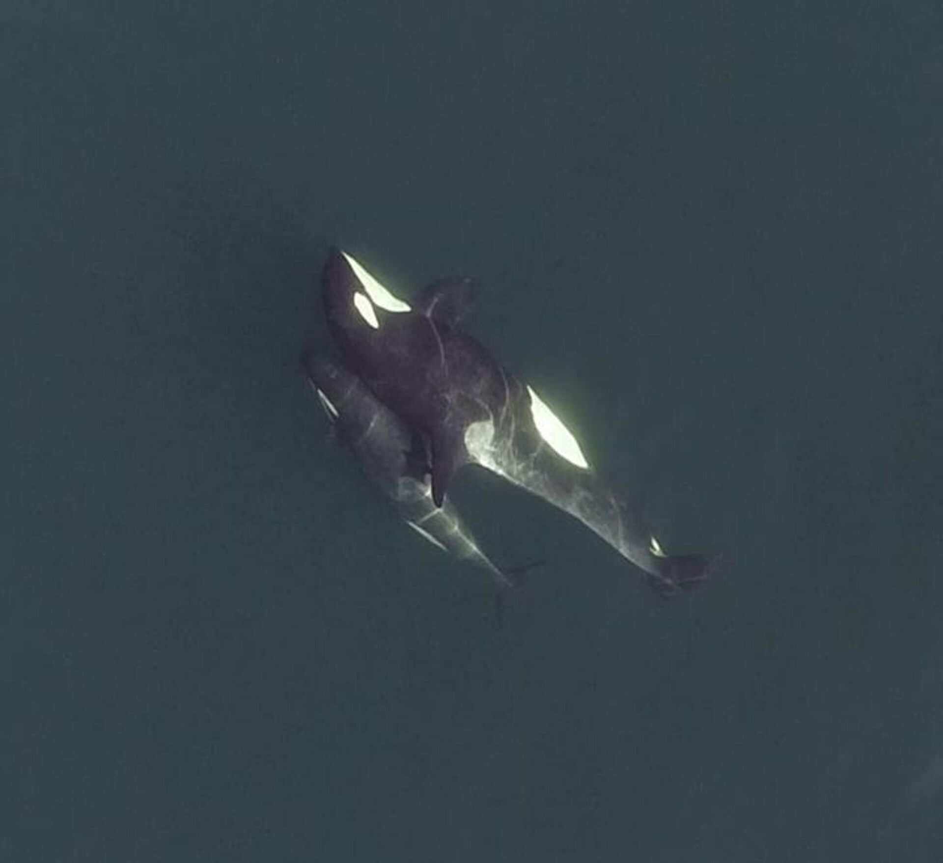 Una imagen de orcas captada desde dron - Sputnik Mundo, 1920, 17.06.2021
