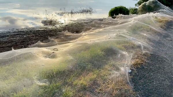 Опутанное паутиной болото в Австралии - Sputnik Mundo